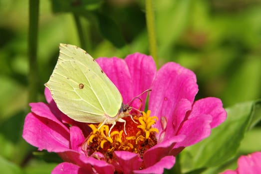 Nice yellow butterfly sitting on a pink flower