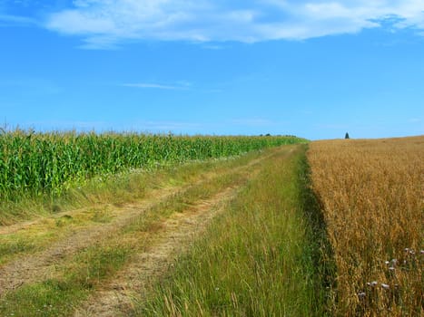           Summer landscape of two fields and a dirty way between them