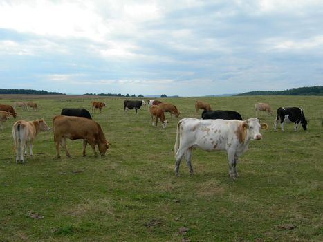                     Herd of cows on the meadow 