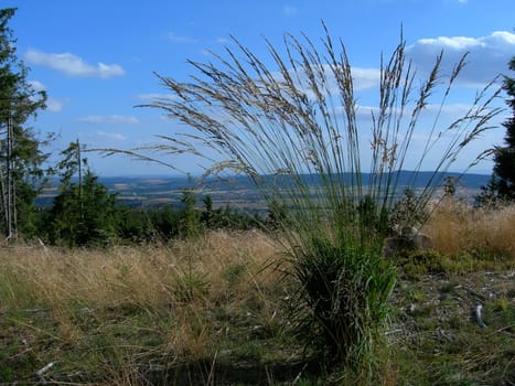 Mountain grass with long stalks growing on a meadow