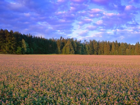           Blooming trefoil meadow with a forest in the back at beautiful sunset