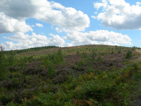 Beautiful moor of Sumava, Czech Republic and a blue sky