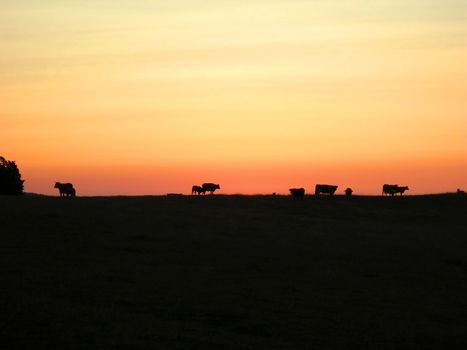           Silhouettes of cow herd against a colorfiul sunset