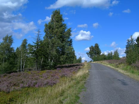 Beautiful country road in the middle of moor of Sumava, Czech Republic 