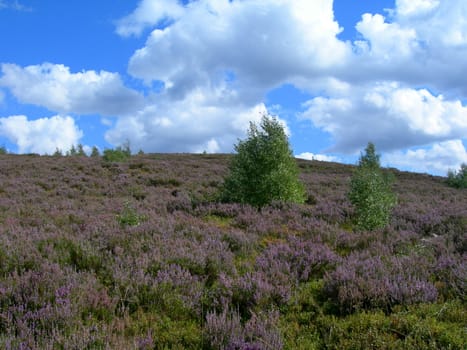 Beautiful moor of Sumava, Czech Republic and a blue sky