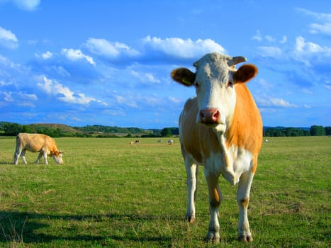           Cow  in the pasture