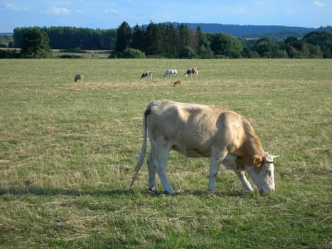           Cow  in the pasture