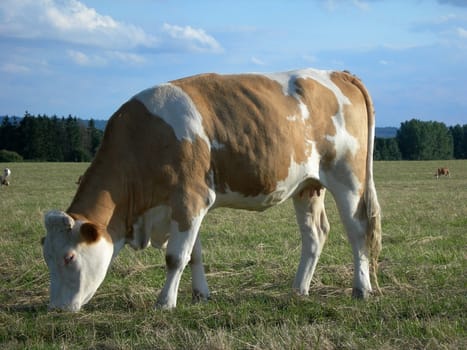           Cow  in the pasture