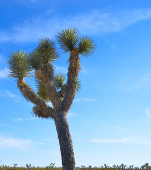 Cactus Joshua Tree in the desert, blue sky, CA