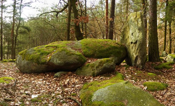 Boulders in the forest are covered in green moss