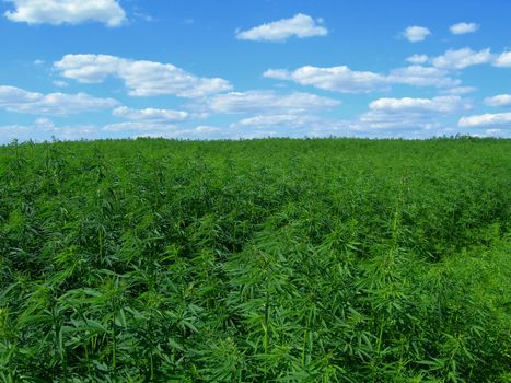    Field of hemp. Industrial kind of this plant is not a drug but a resource. It contains hardly any THC