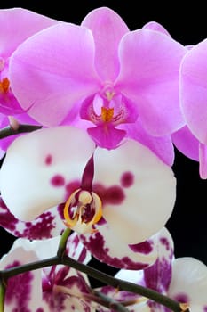 The beautiful purple and white orchid on black background