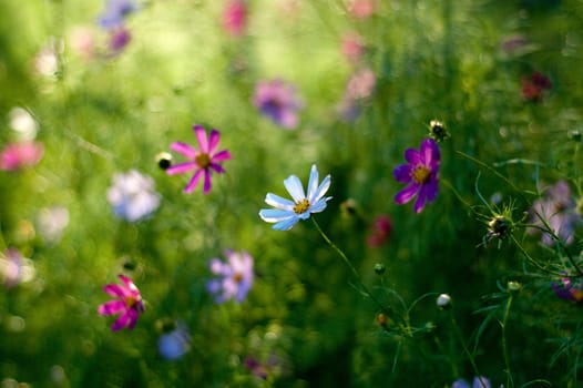 pink and white summer flowers on green background