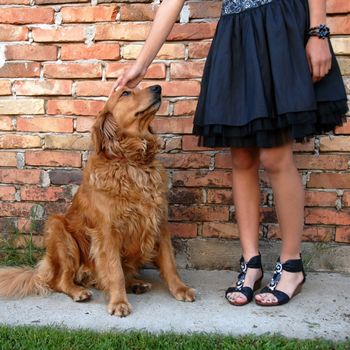 golden retriever dog by legs of young girl owner in black dress by brick wall