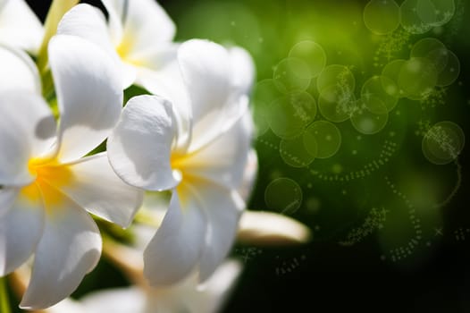 frangipani tropical spa flowers, green lefs in background