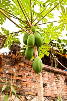 Papaya trees inside walls of the house.