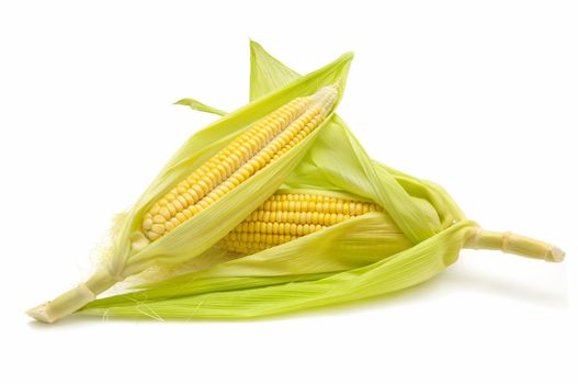 freshly harvested corn cobs on white background