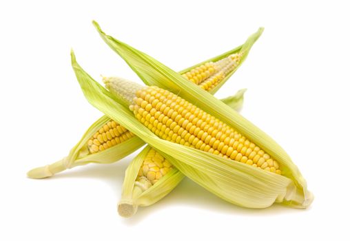 freshly harvested corn cobs on white background