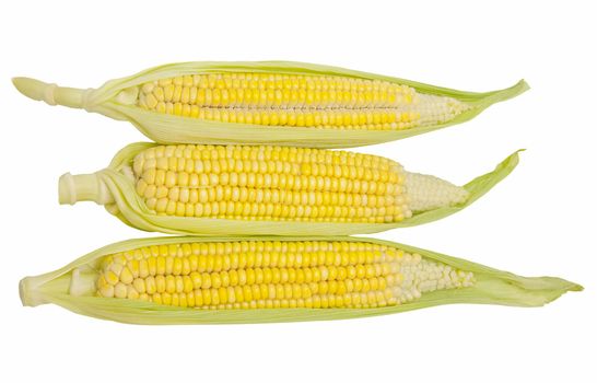 freshly harvested corn cobs on white background