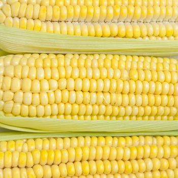 Fresh corn cobs that give form to a texture