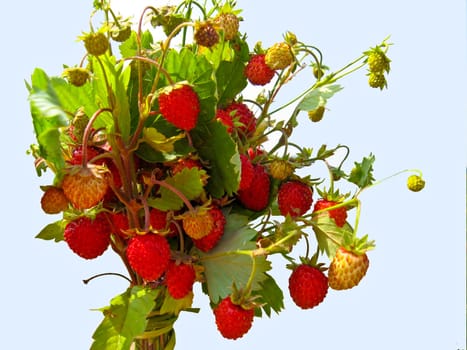 Beautiful wild strawberry found in a wood in summer