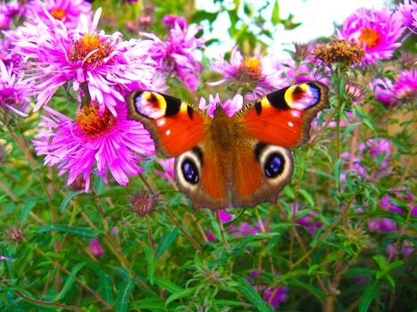 The butterfly of peacock eye sitting on the aster