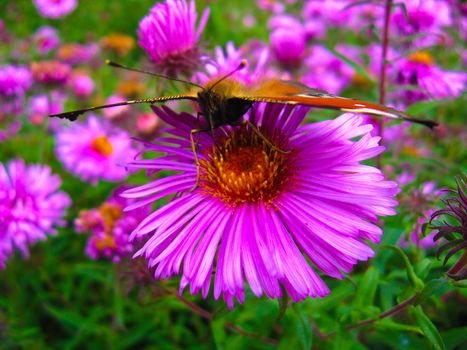 The butterfly of peacock eye sitting on the aster