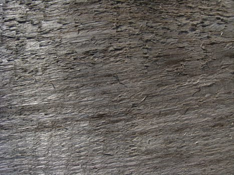 Background from a bark of a tree