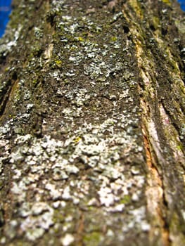 Background from a bark of a tree