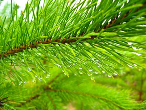 The image of branches of a young pine with water drops