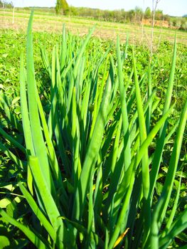 The image of the bed of a green onions