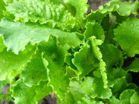 The image of green leaves of useful lettuce