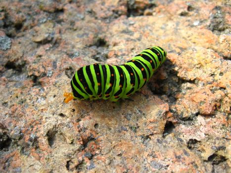 The image of caterpillar of the butterfly  machaon on the stone