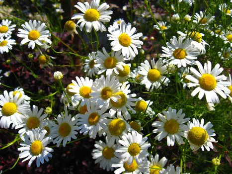 flower-bed in the garden with beautiful white chamomiles