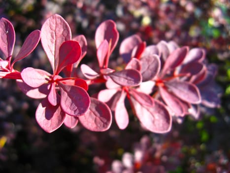 the image of some beautiful red leaves of bush