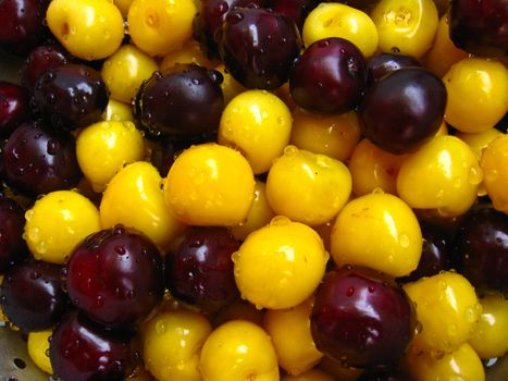 Berries of a fresh  yellow and red cherry