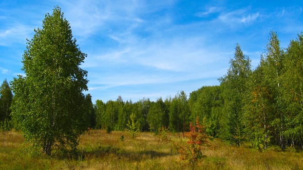 autumn landscape with field, forest and blue sky