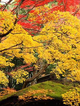 Autumn at Kotoin Sub-temple in Daitoku-ji Temple in Kyoto, Japan