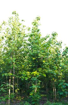 dense teak wood forest