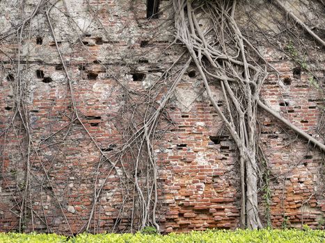 Tree root network on the old brick wall