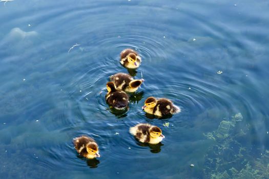 Baby Ducklings in the Water, Split, Croatia