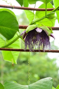 Giant granadilla or Passiflora quadrangularis   L.