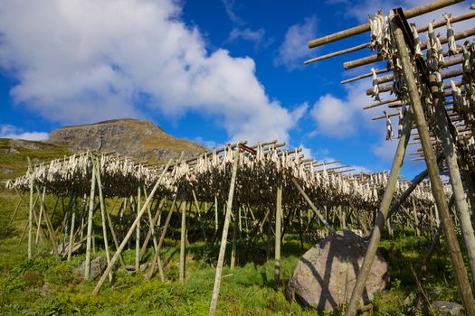 Traditional way of drying stockfish on Lofoten islands in Norway