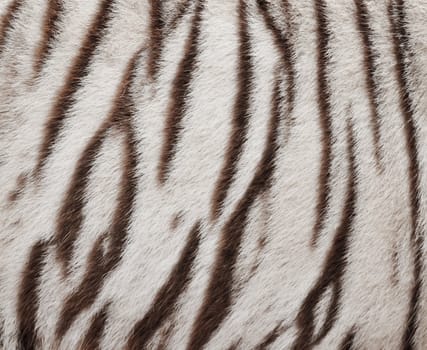 textured of real white bengal tiger fur