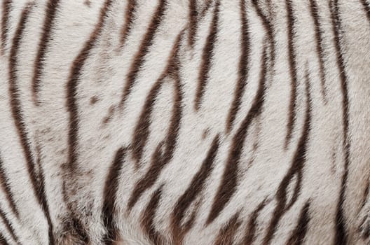 textured of real white bengal tiger fur