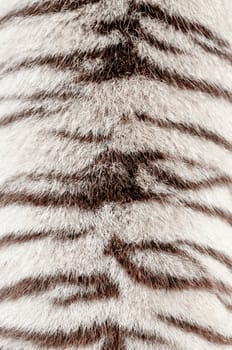 textured of real white bengal tiger fur