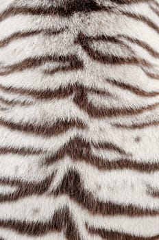 textured of real white bengal tiger fur