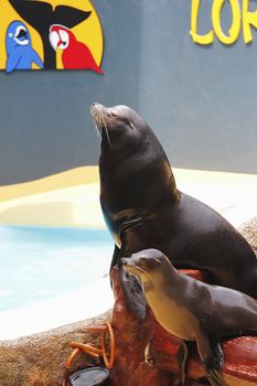 PUERTO DE LA CRUZ, TENERIFE - JULY 4: Sealion show in the Loro Parque, which is now Tenerife's largest man made attraction July 4 2012 Puerto De La Cruz, Tenerife