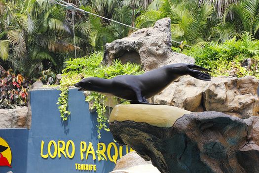 PUERTO DE LA CRUZ, TENERIFE - JULY 4: Sealion show in the Loro Parque, which is now Tenerife's largest man made attraction July 4 2012 Puerto De La Cruz, Tenerife