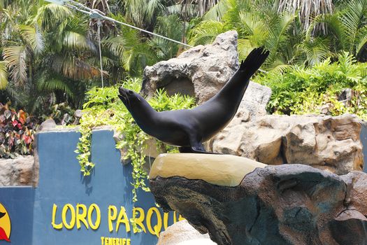 PUERTO DE LA CRUZ, TENERIFE - JULY 4: Sealion show in the Loro Parque, which is now Tenerife's largest man made attraction July 4 2012 Puerto De La Cruz, Tenerife